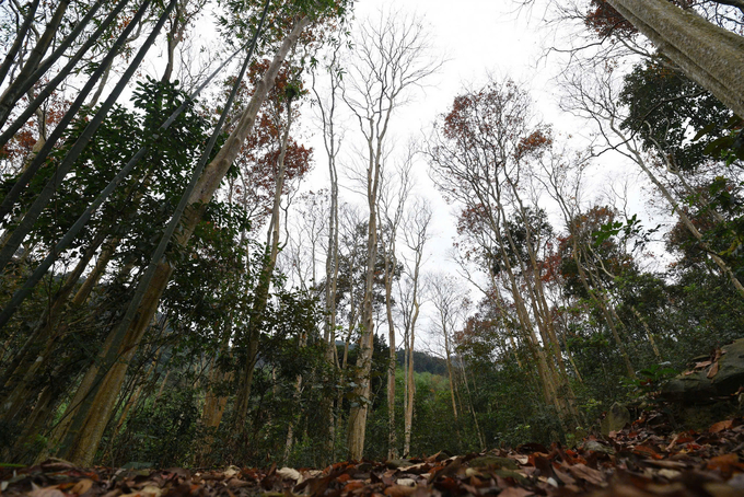 The forest can only be protected and developed well enough to measure the increased amount of carbon absorbed, from which carbon credits can be implemented. Photo: Ngoc Diep. 