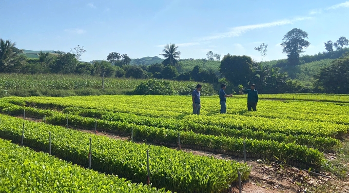 Chất lượng giống cây lâm nghiệp tại Nghệ An chưa tương xứng với vị thế của địa phương sở hữu diện tích rừng lớn nhất cả nước. Ảnh: KL.