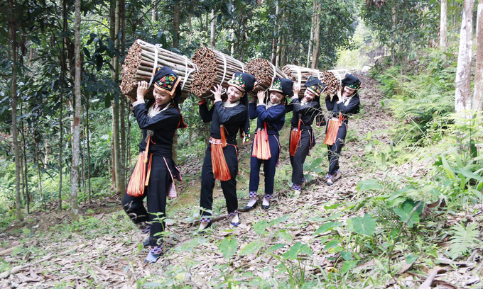 People harvesting cinnamon in the northern mountainous region. Photo: Hong Van.