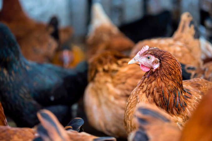 The British Hen Welfare Trust has been encouraging consumers to influence hen welfare with their purses by opting for the best eggs they could afford in the supermarket, as 'change happens best from the ground up'. Photo: Canva.