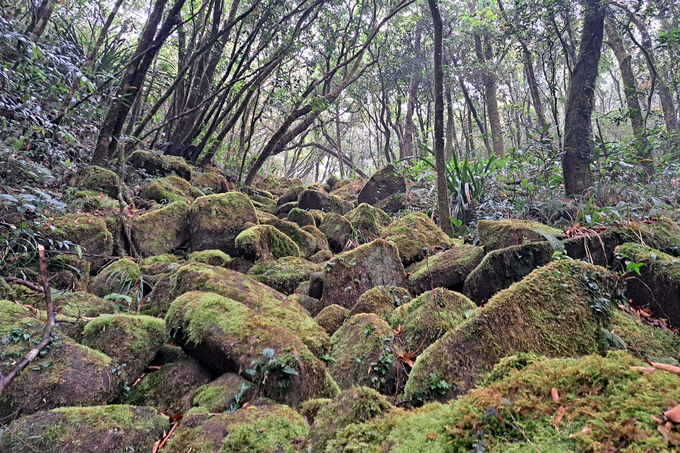 Bac Huong Hoa Nature Reserve has unique and pristine natural landscapes. Photo: Bac Huong Hoa Nature Reserve.