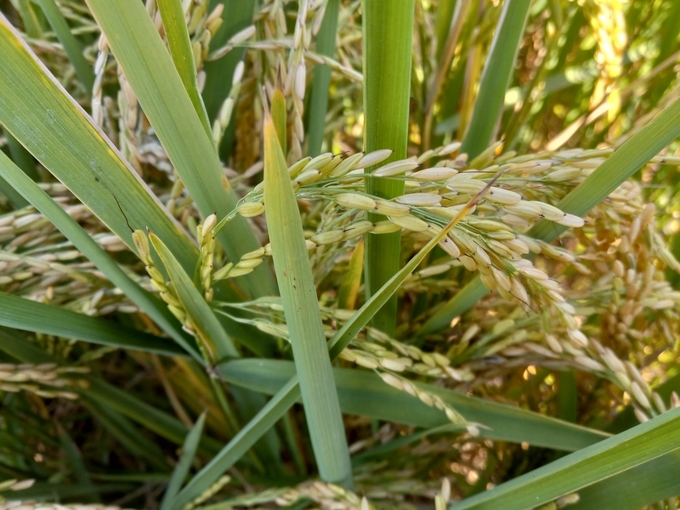 Weedy rice is an agricultural pest that is closely related to crop rice. Here, weedy rice grows in Arkansas.