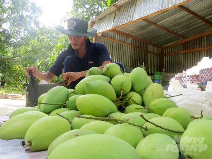 The agriculture sector in An Giang focuses on using cooperatives and cooperative groups as the core in organizing production and linking within the value chain. Photo: Le Hoang Vu.