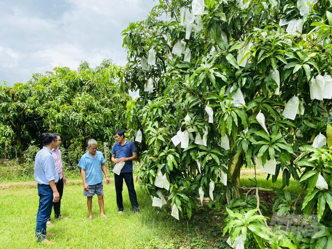 An Giang has set a target to have 50% of its fruit-growing areas granted planting area codes by 2030. Photo: Le Hoang Vu.