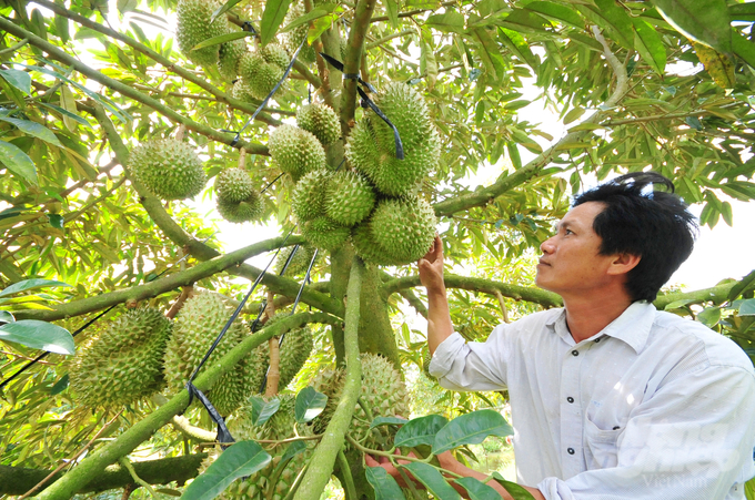 Currently, An Giang exports fruits to major markets such as the United States, New Zealand, Australia, South Korea, China and many other countries. Photo: Le Hoang Vu.