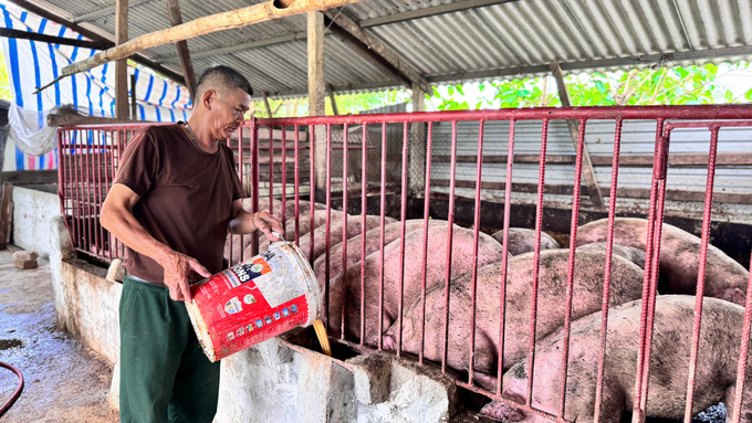 Sau hơn 4 tháng nuôi, tỷ lệ lợn sống đạt 100%, trọng lượng bình quân của đàn lợn khoảng 95 - 98kg/con. Ánh Nguyệt.