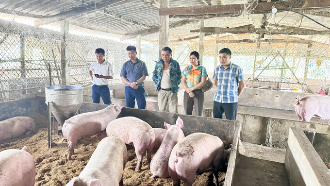 Quá trình triển khai mô hình, Trung tâm Khuyến nông Hà Tĩnh thường xuyên bám sát cơ sở để theo dõi, hướng dẫn các hộ chăm sóc, nuôi dưỡng đàn lợn. Ảnh: Ánh Nguyệt.