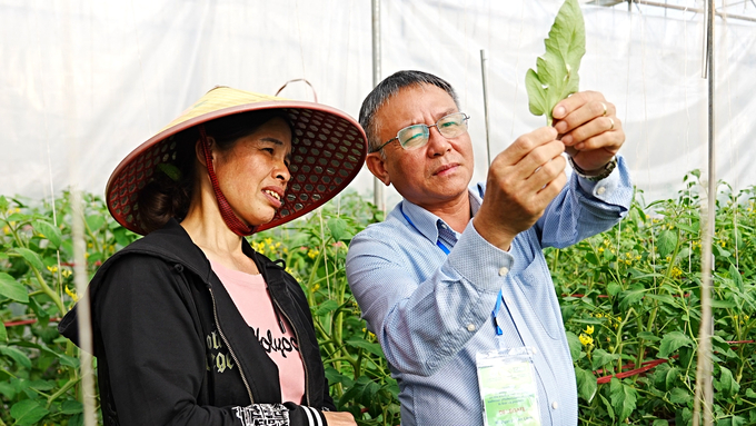 TS Nguyễn Văn Liêm, Viện trưởng Viện Bảo vệ thực vật hướng dẫn người dân nhận biết sâu đục lá cà chua Nam Mỹ. Ảnh: Hùng Khang.