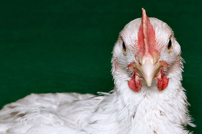 The Humane League argues that the government is acting unlawfully by allowing the use of ‘fast-growing’ broilers in meat production. Photo: Canva.