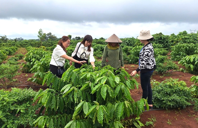 Cà phê là một trong những ngành hàng chịu ảnh hưởng bởi quy định EUDR của EU. 