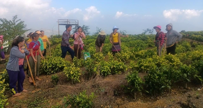 Học viên cùng trao đổi thực tế chăm sóc cho cây chè. Ảnh: Lưu Hòa.