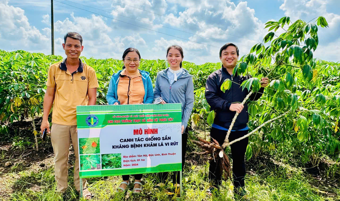 Qua các mô hình trồng giống sắn HN1 cho thấy khả năng kháng bệnh khảm lá rất tốt. Ảnh: KS.