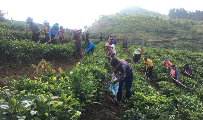 Giảng viên cùng học viên thực hành bón phân, chăm sóc cho cây chè. Ảnh: Lưu Hòa.