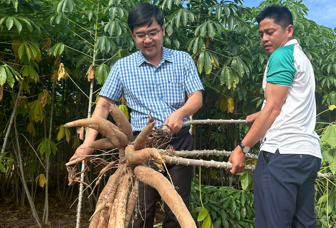 Giống sắn HN1 cho năng suất vượt trội. Ảnh: KS.