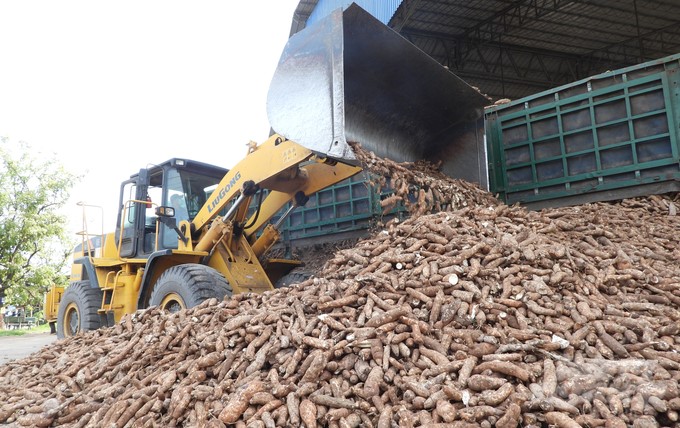 Tay Ninh is known as the center of the cassava starch processing industry in the country. Photo: Tran Trung.