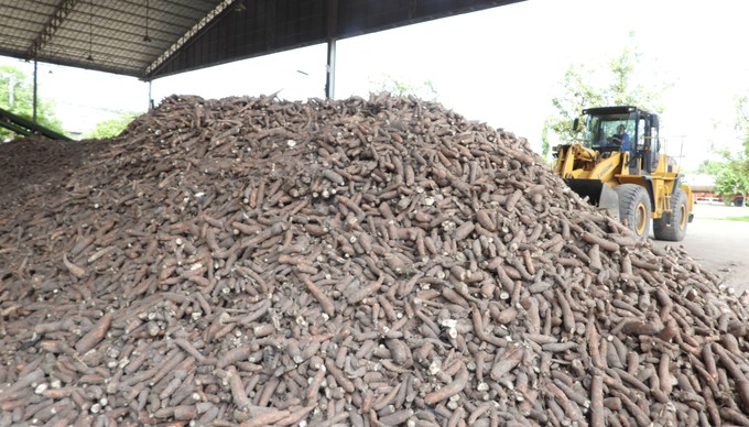 The salvage of by-products from the cassava starch processing industry has been encouraged by Tay Ninh province. Photo: Tran Trung.