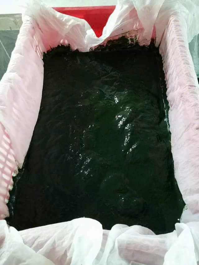 Spirulina farming applies automatic high technology and is equipped with nets against insects and dust, providing clean, high-yield products. Photo: A.N.