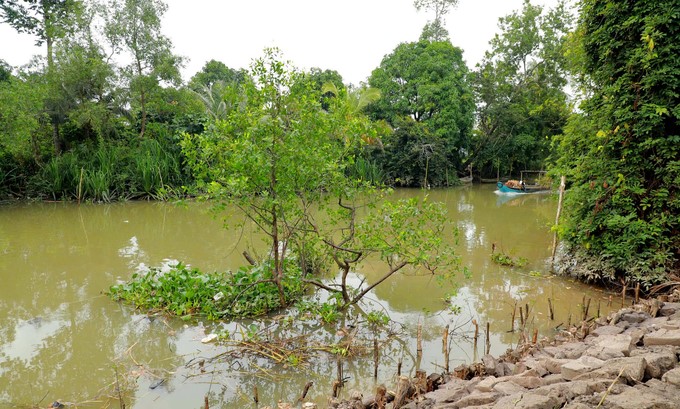 A section of the canal after planting trees.