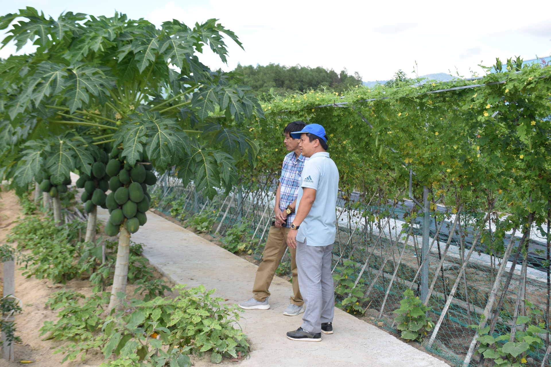 Khu trồng trọt hữu cơ của trang trại Ca Organic Farm. Ảnh: V.Đ.T.