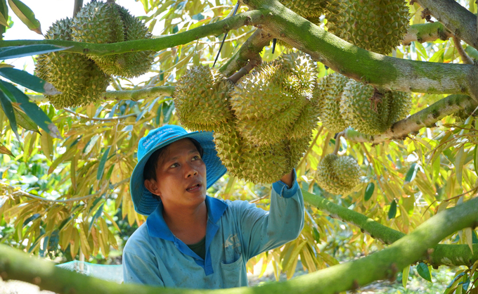 Durian at a garden in Long An. Photo: Hoang Nam.