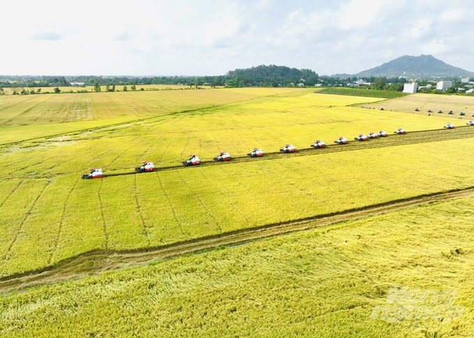 In 2024, An Giang will deploy 21,000 hectares of rice according to the process of the 1 million hectares of high-quality rice project with dozens of models, each model 50 hectares. Photo: Le Hoang Vu.