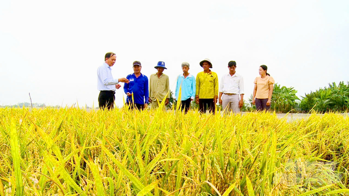 The 1 million hectare high-quality rice project in the Mekong Delta is bringing good results for rice growers. Photo: Le Hoang Vu.