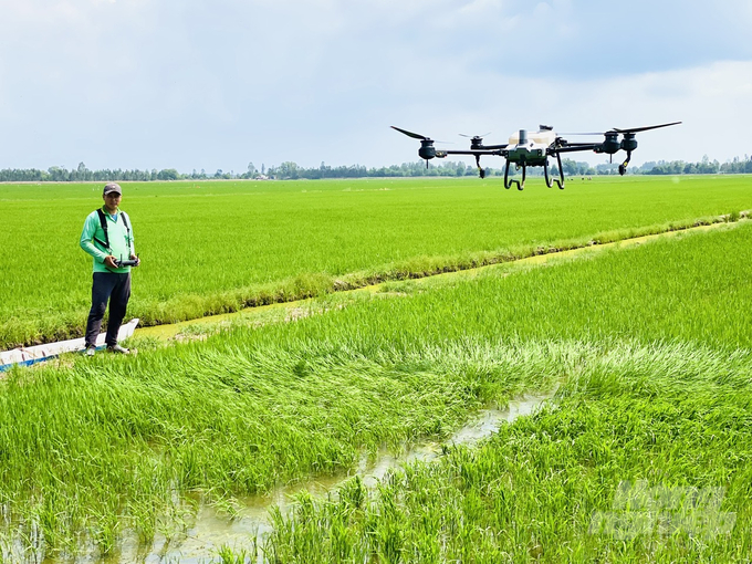 Currently, An Giang has over 300,000 farmers directly producing rice and 229 agricultural cooperatives playing an important role in participating in the 1 million hectare high-quality rice project. Photo: Le Hoang Vu.