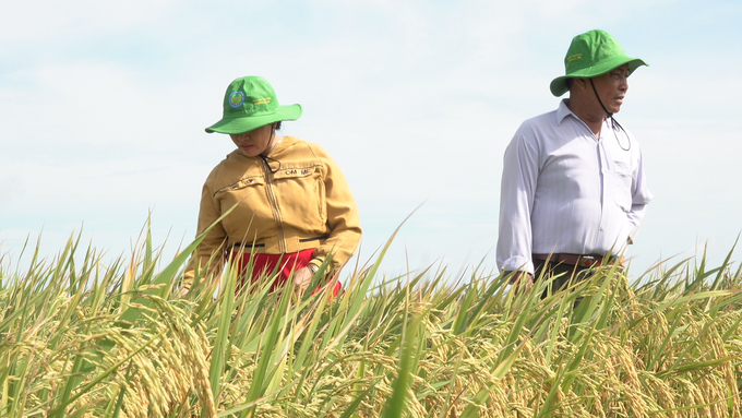 There are many outstanding cooperative models operating in rice cultivation. Photo: Minh Dam.