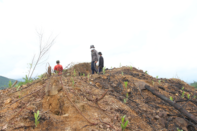 The residents of Quang Nam Province prefer to focus on planting production forests that support the wood chip processing industry. These forests typically have a cycle of four to five years. Photo: L.K.