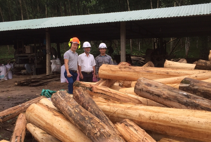 Quang Nam Province currently hosts over 25,000 hectares of FSC-certified planted forests. Photo: L.K.