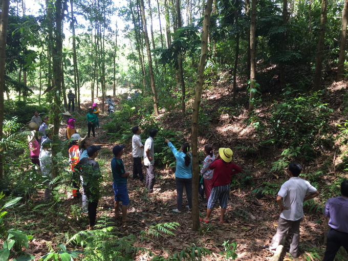 Quang Nam Province is focusing on raising awareness among residents regarding the value of large timber forests. Photo: L.K.