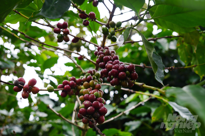 Coffee export turnover is estimated at 5.4 billion USD. Photo: Nguyen Thuy.