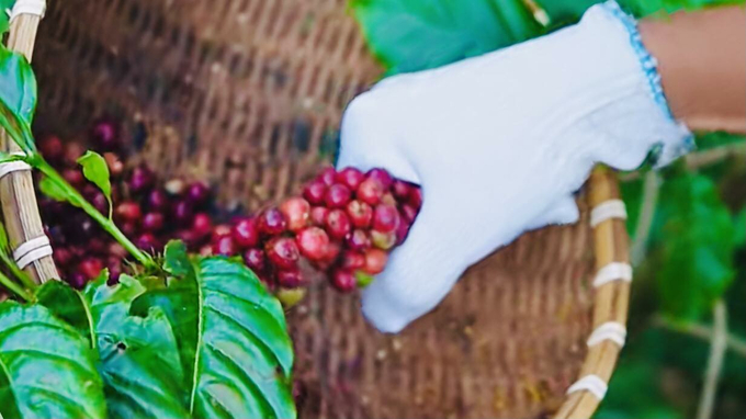 Latest domestic and global coffee prices on December 18, 2024