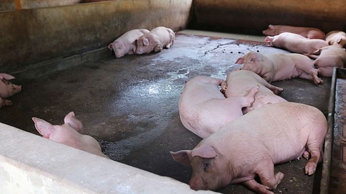 Latest live pigs prices in three regions on December 17, 2024