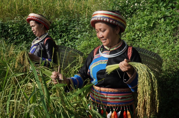 Người dân thôn Phiêng Phàng (xã Yến Dương) thu hoạch lúa nếp Tài. Ảnh: Ngọc Tú. 