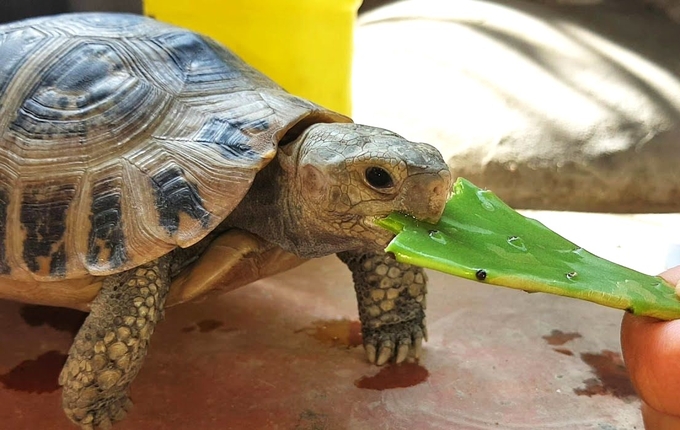 Exotic wildlife species are often smuggled into Vietnam from abroad or originate from unlicensed breeding facilities and individuals who specialize in ornamental animals. Photo: ENV.