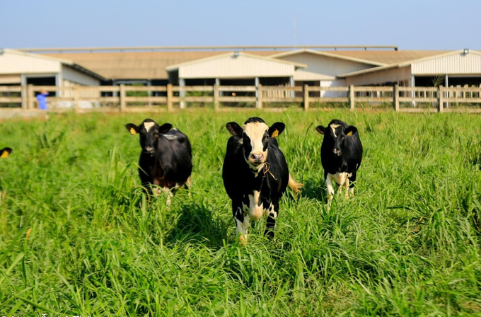 The organic dairy farm is one of nine farms in Nghe An Province operated by TH Group under the TH True MILK project for clean, fresh milk production and processing. The project's total investment capital is 1.2 billion USD.