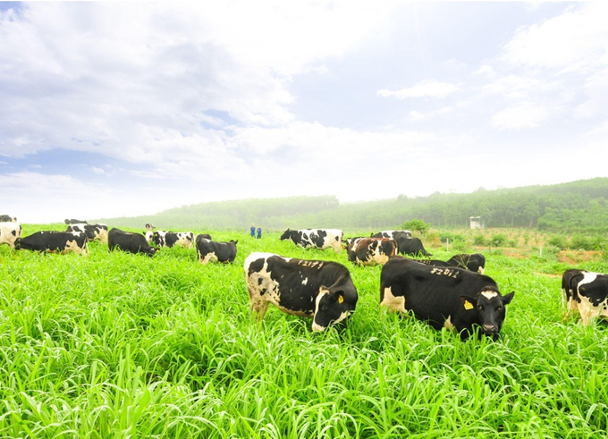 Free-range cattle on grass fields that comply with organic farming standards.