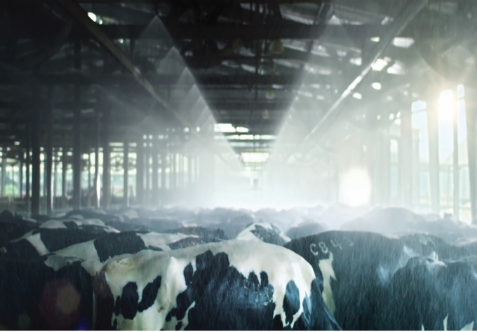 Similar to other cattle on the TH farm, organic dairy cows listen to classical music and enjoy a cooling bath before entering the milking parlor. The cows drink clean water filtered through Israel’s advanced Amiad technology.