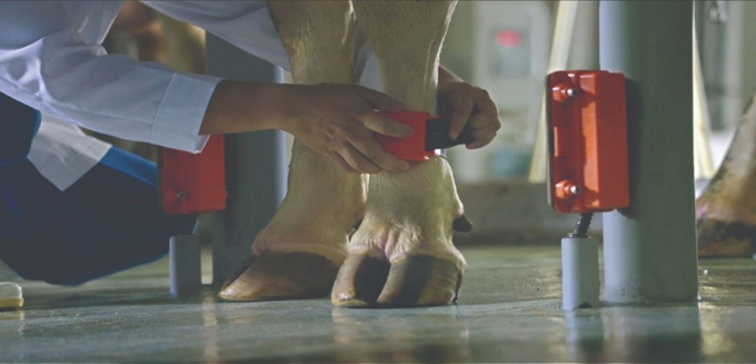 Close-up of chips used to monitor and track the health of the dairy cows.