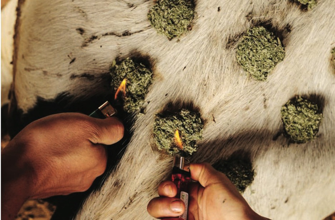 The farm's medical staff using mugwort to treat an organic dairy cow.