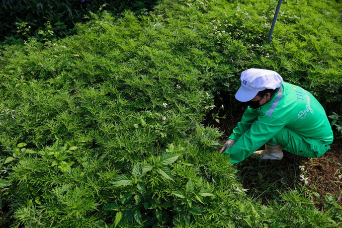 The farm features a dedicated area for medicinal plant cultivation to support the herd.