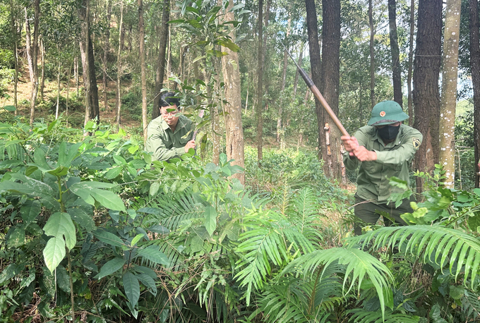 The ERPA funds for 2023 and 2024 in Ha Tinh are mainly allocated for implementing forestry measures to nurture and enrich natural forests.Photo: Thanh Nga.