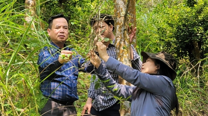 Cán bộ Sở NN-PTNT Quảng Ninh kiểm tra chất lượng cây hồi. Ảnh: Nguyễn Thành.