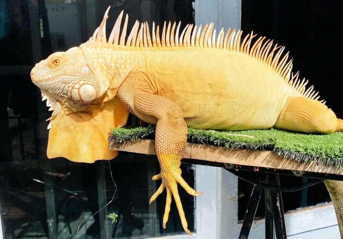 The South American bearded dragon is one of the exotic species frequently trafficked in Vietnam. Photo: ENV.