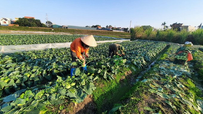 Nông dân Quảng Yên thu hoạch rau vụ đông. Ảnh: Nguyễn Thành.