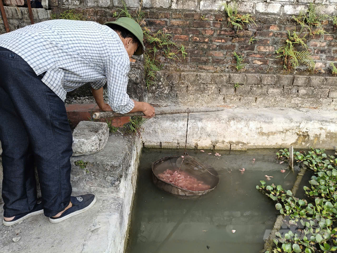 Ông Nguyễn Văn Dũng (phường Hiến Thành, thị xã Kinh Môn) cho ba ba ăn đúng kỹ thuật. Ảnh: Hải Tiến.