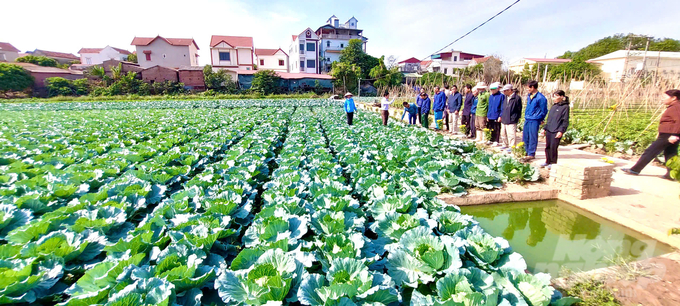 Các vườn sản xuất cải bắp VietGAP trong mô hình. Ảnh: Hải Tiến.