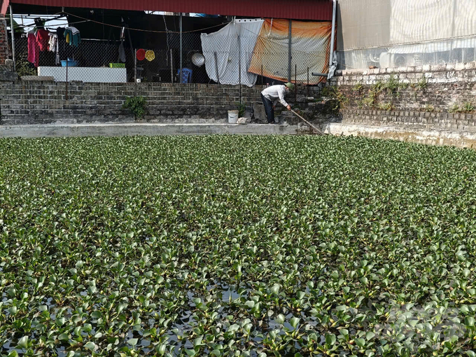 Giống bèo tây lá nhỏ, cuống ngắn thả trong ao giúp khử khuẩn, làm nơi trú rét, tránh nắng cho ba ba nuôi. Ảnh: Hải Tiến.