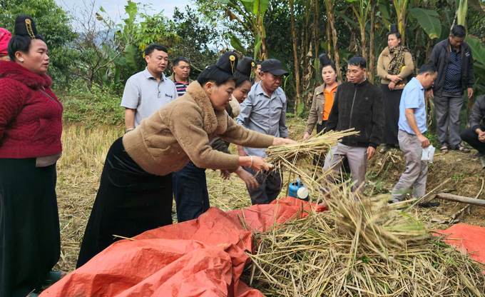 Thực hành nguyên tắc nông nghiệp tuần hoàn trong chăn nuôi (sử dụng phế phụ phẩm nông nghiệp để ủ phân hữu cơ). Ảnh: Đức Bình.